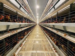 次要为大型养殖集团供给具有国际的