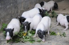 其间未发生超急性排异反